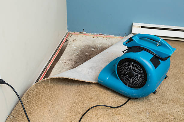 Best Ceiling water damage repair  in Sherman, IL